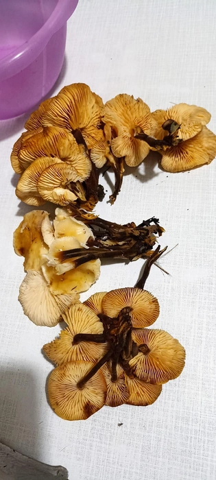 Дары осеннего леса | Источник: Елена Колчина / «Грибы Екатеринбурга и Свердловской области» во «ВКонтакте»