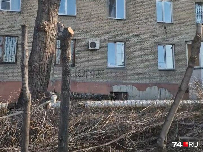 Деревья в Артиллерийском переулке обрезали едва ли не до состояния пеньков | Источник: читатель 74.RU