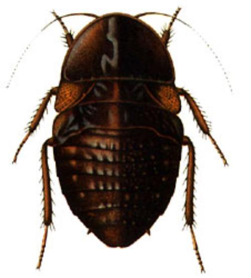 Источник: Wikimedia Commons