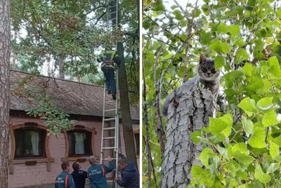 В Воронеже за один день спасли двух котов с деревьев