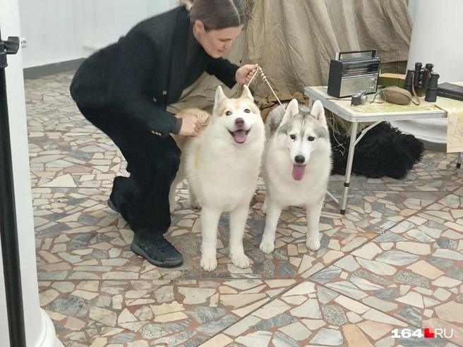 Собаки с удовольствием фотографировались с посетителями | Источник: Антон Васильченко / 164.RU