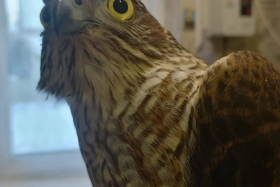 Samara woman shelters wounded, frozen bird of prey