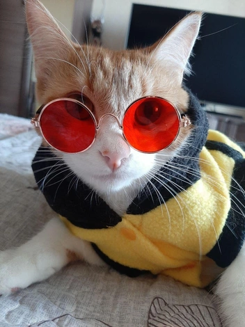 Всё серьезно, подиумный фэшн вошел в чат, Balenciaga, не меньше | Источник: читатель НГС