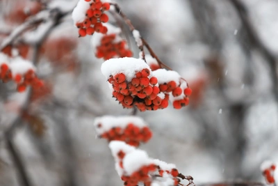 Погода на выходных в Ростовской области: снег и ветер