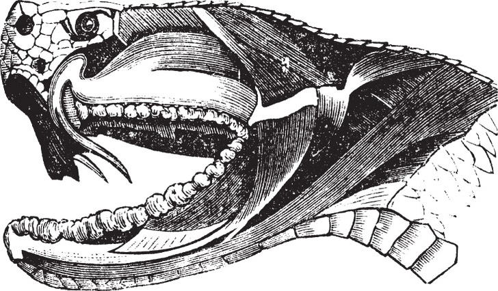 shutterstockЗловещий раздвоенный язычок змей, который многими принимается за смертоносное &laquo;жало&raquo;, &mdash; всего лишь безобидный орган осязания. Яд же у змей вырабатывается в железах височной части головы, которые соединены ядопроводящими каналами с двумя трубчатыми зубами, растущими в верхней челюсти. Гадюковые и ямкоголовые змеи способны прижимать зубы к небу, складывая их, словно лезвие перочинного ножа. У некоторых видов этих змей ядовитые зубы достигают в длину более 4 см. При укусе же они выпрямляются и выдвигаются вперед.