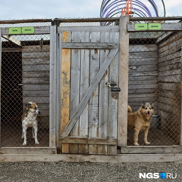 Содержать животных удается благодаря помощи неравнодушных людей | Источник: Александр Ощепков / NGS.RU