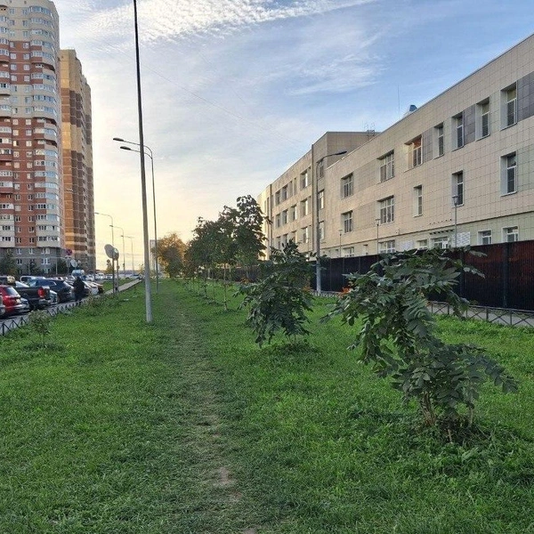 Аллея молодых деревьев, за которыми ухаживали местные жители | Источник: Анна Мотовилова / «Фонтанка.ру»