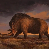 В желудке волчонка обнаружили ДНК одного из последних в мире шерстистых носорогов