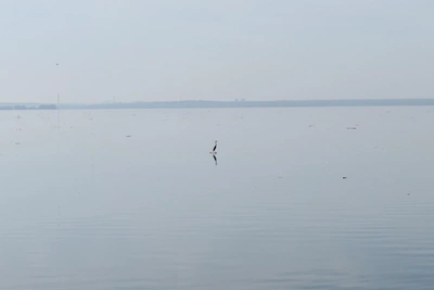 Серые цапли появились на Новосибирском водохранилище