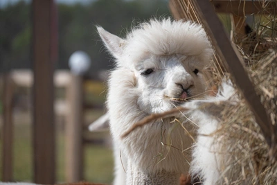 Альпаки и кролики приедут в парк Минного городка
