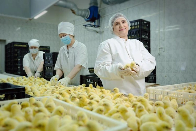 За год компания выпускает примерно 30&nbsp;000 тонн мяса | Источник: Prodo.ru