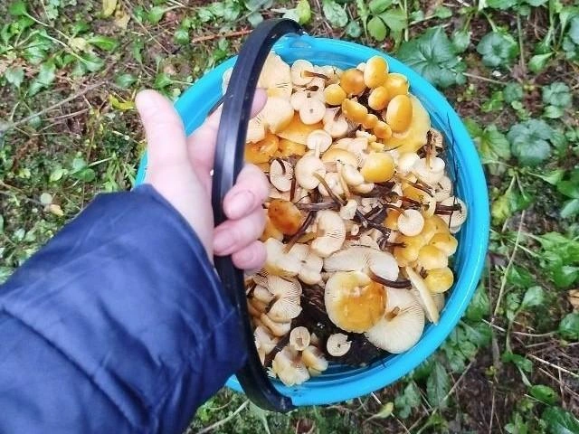 Зимний опенок, собранный в Одинцовском районе | Источник: Алена Дигальцева / Грибы в Подмосковье 2025 / VK.com