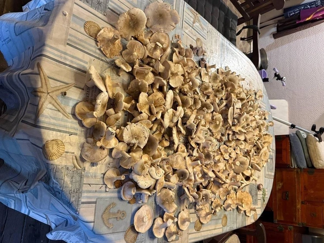 В лесах Подмосковья стартовал сезон рядовок и говорушек  | Источник: Алена Дигальцева / Грибы в Подмосковье 2025 / VK.com