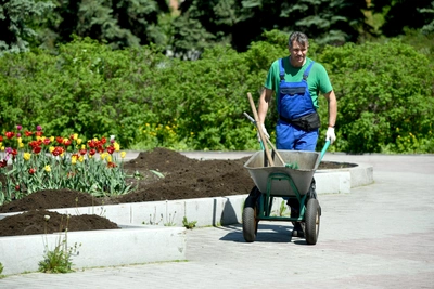 В Кемерове высадят около миллиона цветов за 8,6 млн рублей
