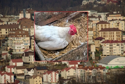 Блогер: в Сочи курятник выгоднее квартиры