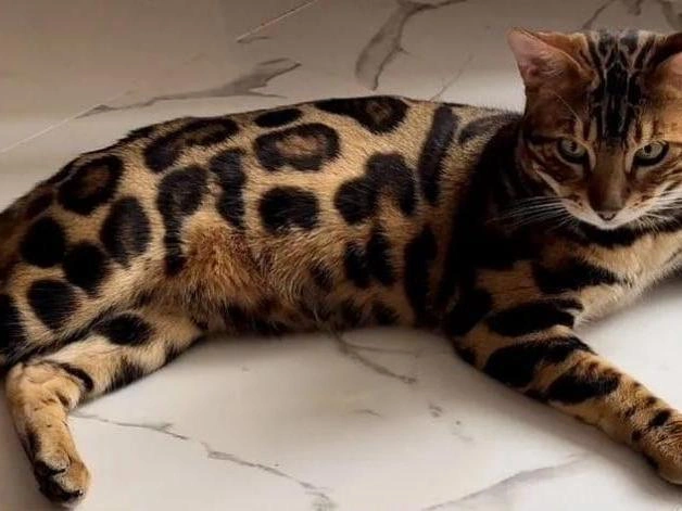 Окрас у кота называется «розеткой на золоте». | Источник: агрегатор объявлений