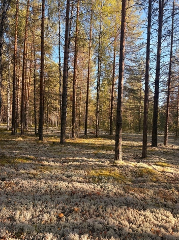 Источник: Виктория Пустынная