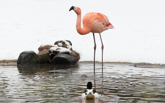 Фламинго из зоопарка Гагенбека мечтает о ранней весне