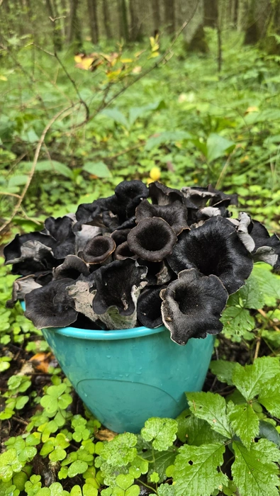 Источник: «Грибы и Грибники Подмосковья» / vk.com