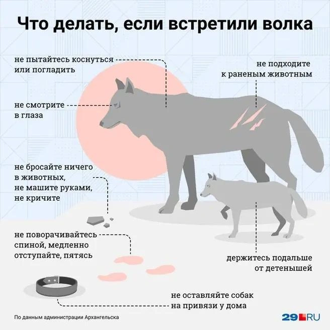 Запоминайте, как вести себя при встрече с диким зверем | Источник: Филипп Сапегин / Городские медиа