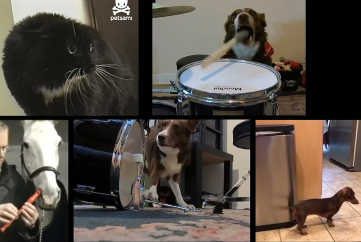 Видеоклип, составленный из вирусных видео с поющими и играющими на музыкальных инструментах животными