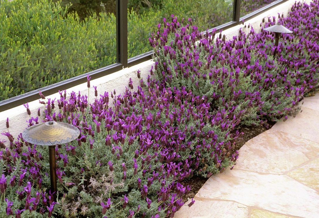 Освещение в саду: как правильно подсветить клумбы | Источник: Legion Media