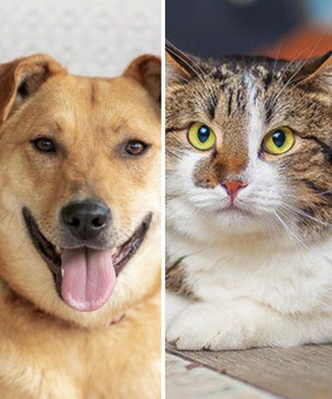 Котопес недели: возьми из приюта брутального кота Спайка или улыбчивого пса Ашера