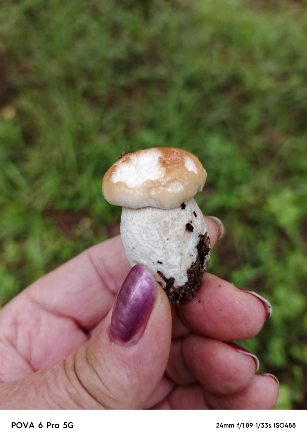 Самым удачливым грибникам удалось найти первые белые | Источник: Вера Яковлева, Грибы Ярославской области 2025 / Vk.com