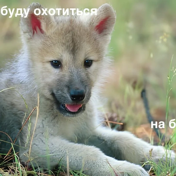 Источник: Соцсети