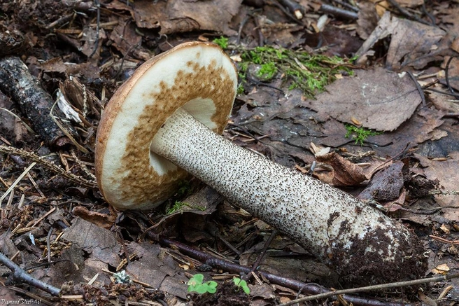 Подберезовик — распространенный и очень вкусный гриб | Источник: mycology.su