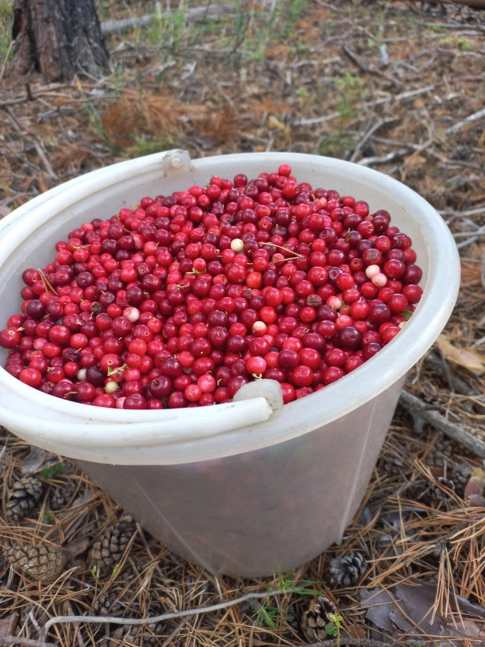 Улов костяники  | Источник: Грибы и грибники Екатеринбурга и Свердловскойобл / Vk.com 