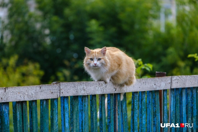 А, это тот любитель котиков с UFA1.RU | Источник: Булат Салихов / UFA1.RU