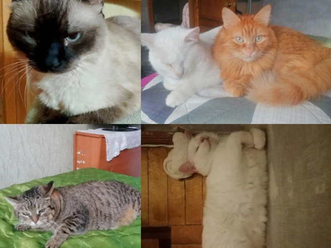 Нижегородка Анна является хозяйкой четырех котов. | Источник: читатель NN.RU