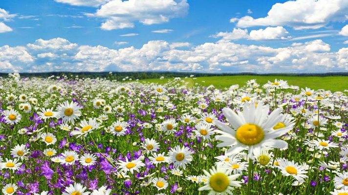 Мини-тест: выберите полевой цветок, а мы расскажем, в чем сильная сторона вашей личности