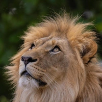 «Я у папы дурачок»: 10 животных с самыми необычными прическами