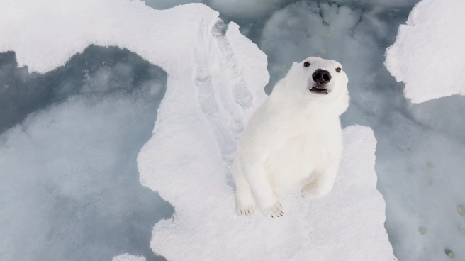Подобные близкие съёмки&nbsp;— редкость | Источник: Vadim Makhorov / t.me