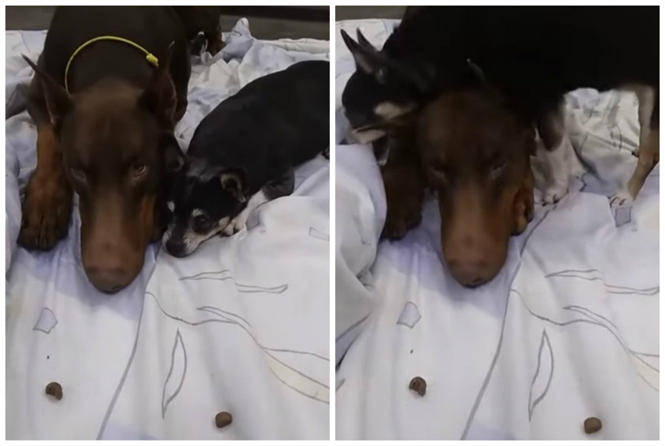Смышленая собачка накрыла другую собаку одеялом, чтобы слопать ее лакомство (видео)