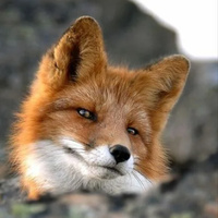 Аватарка Fox_89
