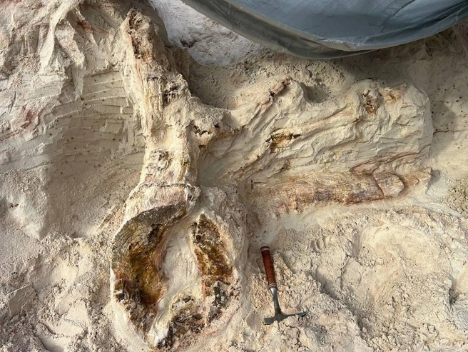 В Ленобласти палеонтологи неделю раскапывают пень возрастом 385 млн лет. Он почти вдвое старше динозавров | Источник: Григорьев Д. В.