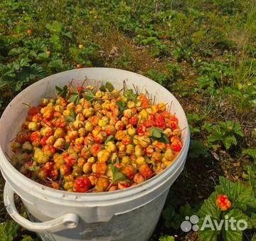 Источник: Avito