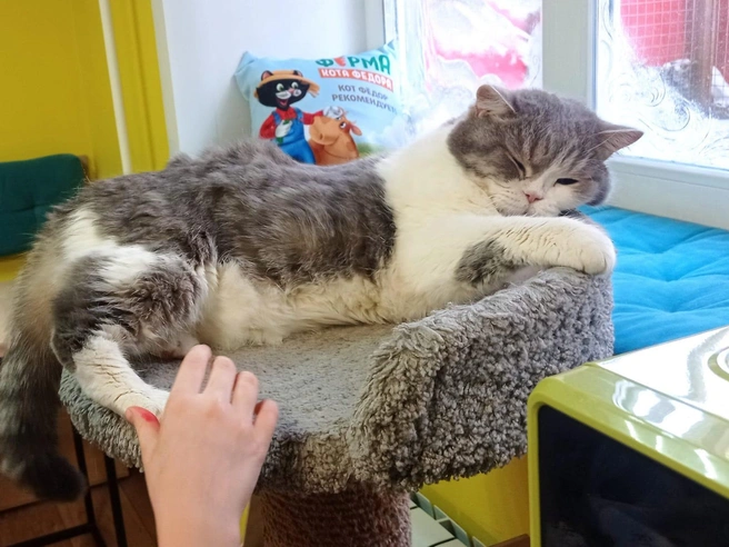 Фото с совместного выхода в котокафе | Источник: Ольга Комарова