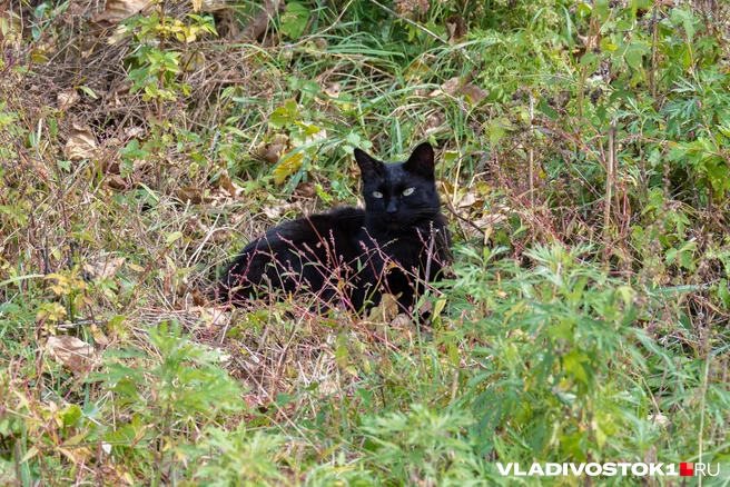 Источник: Елена Буйвол / VLADIVOSTOK1.RU