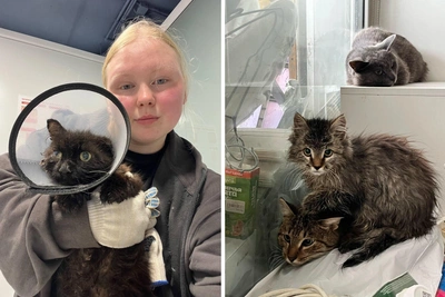 В подвале пермской многоэтажки нашли 15 котов: им нужна помощь