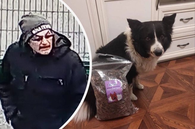 Стали известны новые подробности о расправе над бордер-колли по кличке Сима | Источник: Поиски Симы / T.me