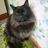 Аватарка Янчик