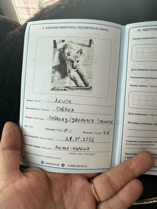 Ветпаспорт ребенку дали вместе собакой | Источник: «Доброе сердце» / VK