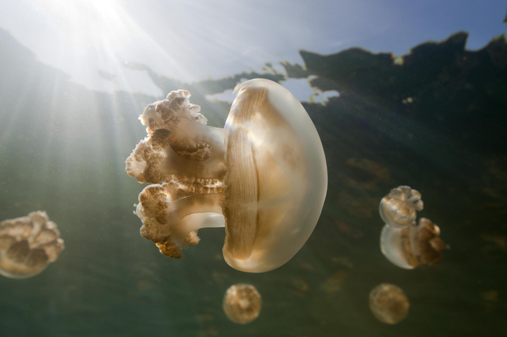 Обжигающая красота: почему медузы совсем не так просты, как кажется