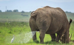 Самые смешные фото носорогов за всю историю конкурса Comedy Wildlife Photography Awards
