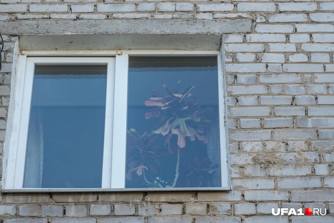 Какой большой цветок | Источник: Булат Салихов / UFA1.RU