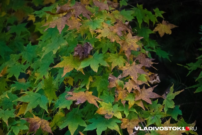 Источник: Елена Буйвол / VLADIVOSTOK1.RU